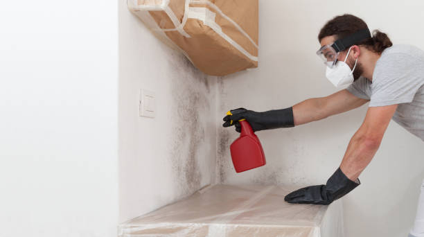 Professional Basement Mold Removal technician working in McLean, VA