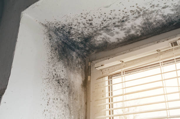 Affordable Basement Mold Removal solutions in McLean, VA