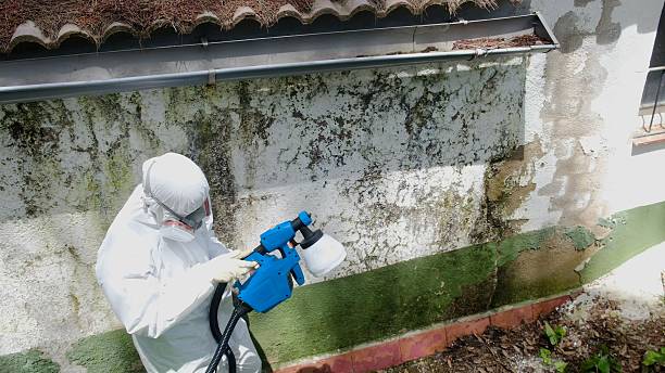 Top rated local Basement Mold Removal specialists in McLean, VA